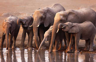 Famille d'éléphants au point d'eau