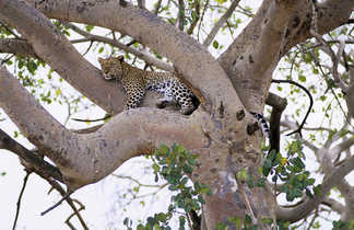 Félins dans un arbre en Tanzanie