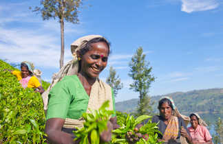 Femmes cueilleuses de thé au Sri Lanka