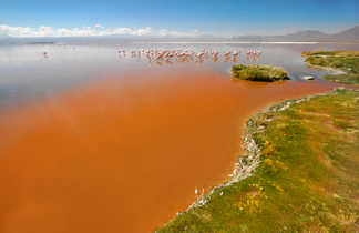 flamants rose dans le Laguna Colorada Lac salé en Bolivie