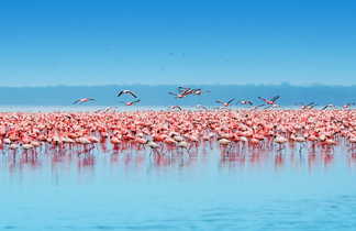 Flamants rose sur le lac Natron en Tanzanie