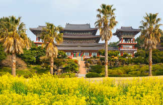 Fleurs de colza au célèbre temple bouddhiste Yakcheonsa, île de Jeju