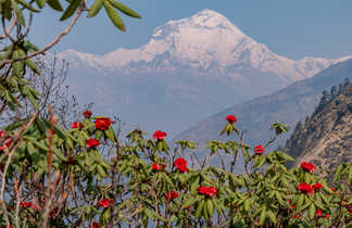 Forêt de rhododendrons dans la randonnée sur la montagne Mohare Danda jusqu'au village d'Ulleri au Népal