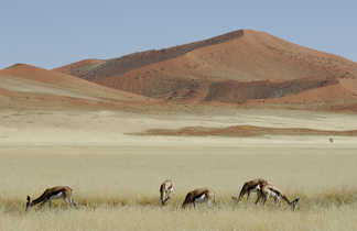 Gazelles dans le désert du Namib