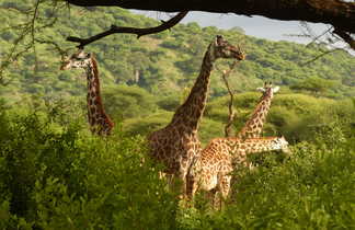 Girafes au Parc National de Manyara en Tanzanie