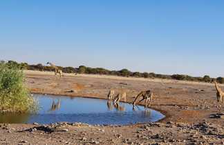 Girafes au point d'eau, Namibie