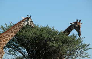 Girafes se nourrissant d'un acacia en Tanzanie