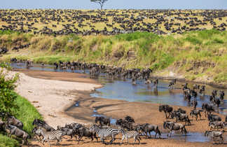 Gnous et Zèbres lors de la grande migration dans le Serengeti en Tanzanie