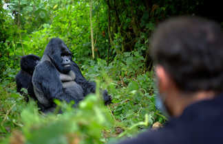 Gorilles observé