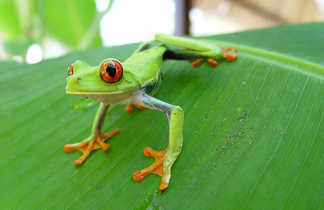 Costa Rica, parc de Cahuita, grenouille verte