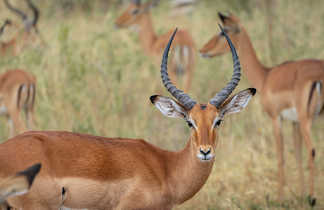 Groupe d'antilopes dans le parc national du Serengeti en Tanzanie