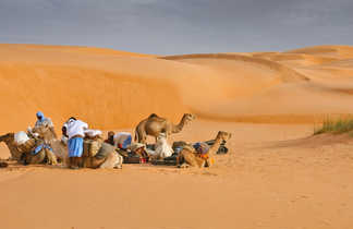 Groupe de dromadaires dans le désert en Mauritanie