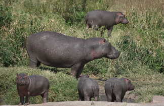 Groupe d'hippopotames au Kenya