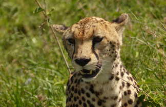 Guépard dans le Serengeti