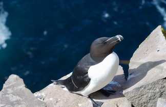 Guillemot en Islande