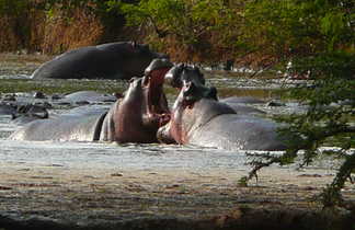 Hippopotame au PN Serengeti en Tanzanie