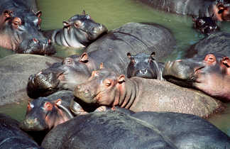 Hippopotames dan l'eau dans une rivière tanzanienne Tanzanie