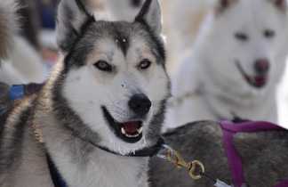 Huskies pour chien de traîneau au Québec l'hiver