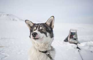 Husky, chien de traîneau au Svalbard