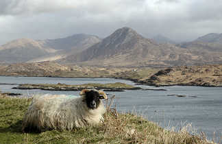 Irlande, Mouton et Connemara