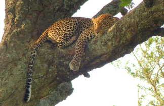Jaguar sur un arbre à saucisse dans le parc du Serengeti en Tanzanie
