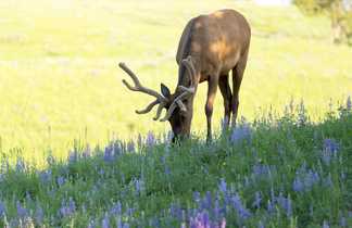 Jeune caribou dans les rocheuses au Canada