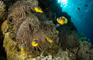 Juste sous la surface, les poissons clowns jouent dans leurs anémones