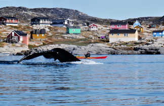 Kayak de mer parmi les baleines en Arctique, Groenland
