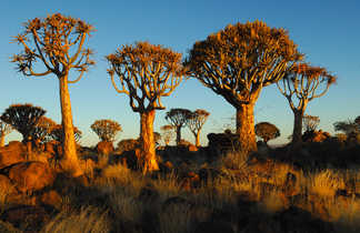 La forêt de Kokerboom dans le sud Namibien