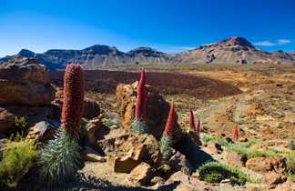 La vipérine, plante emblématique du Teide aux Canaries