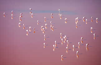 Laguna Colorada et ses flamants roses