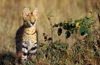 Le serval, magnifique félin de la savane tanzanienne que l'on peut voir au Serengeti en Tanzanie