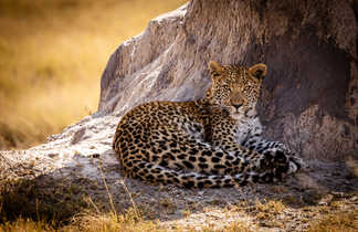 Leopard au Botswana