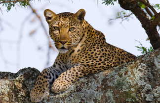 Léopard dans un arbre dans le parc du Serengeti en Tanzanie
