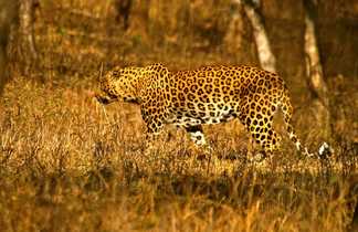 Léopard dans un parc du Madhya Pradesh
