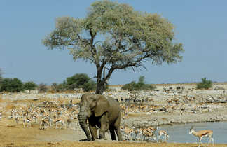 Les animaux dans le parc national d'Etosha en Namibie