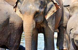 Les éléphants dans le parcs nationaux du Sri Lanka