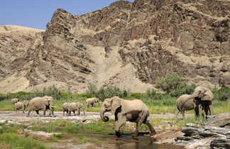 Les éléphants du désert traversant la rivière Hoanib dans la région du Kaokoland en Namibie