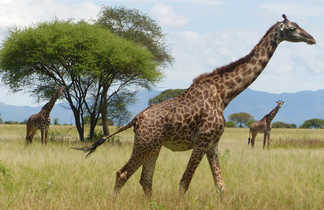 Les girafes du Serengeti Tanzanie