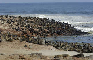 Les otaries à fourrure de Cap Cross sur la côte atlantique namibienne