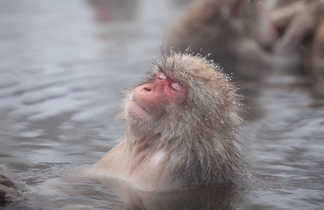 Les singes des neiges se baignant dans les sources chaudes