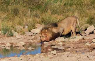 Lion au point d'eau, Namibie