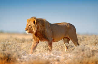 Lion dans la brousse namibienne