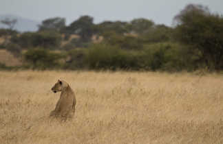 Lion dans la savane en Tanzanie