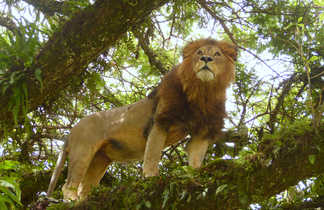 Lion jouissant du point de vue d'un arbre dans le Ngorongoro Tanzanie