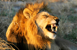 Lion mâle dans le bushways en Tanzanie