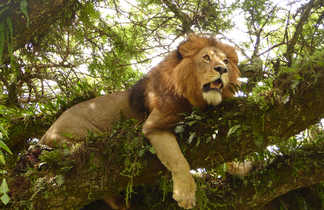 Lion rugissant dans l'arbre au Ngorongoro