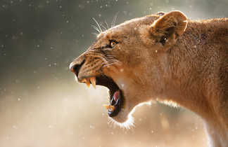Lionne féroce dans le parc Kruger en Afrique du Sud