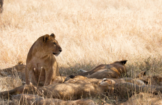 Lions au Parc National du Serengeti en Tanzanie