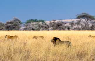 Lions dans la brousse en Tanzanie
